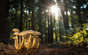 Mushroom Addiction Treatment Center