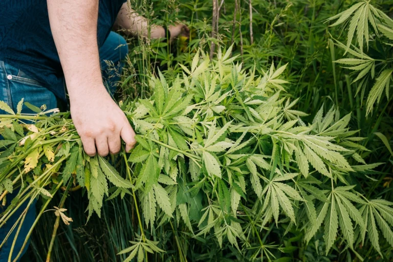 cherokee legalizing marijuana
