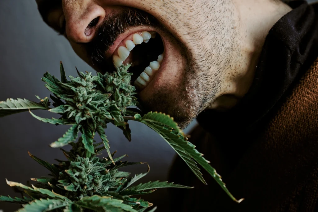 Marijuana Addiction, can you get addicted to marijuana