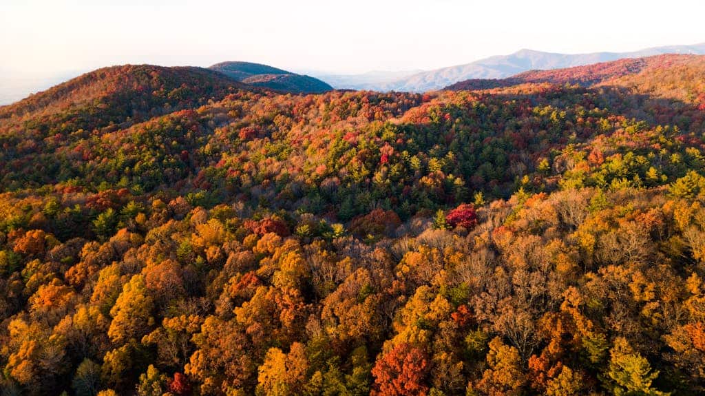 A stunning aerial view of a forest in peak autumn colors, showcasing a vibrant, mountainous landscape.